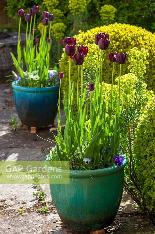 Tulipa 'Queen of the Night' in containers