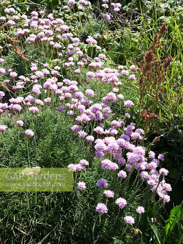 Sea Pink or Thrift on grassy banks in Cornwall