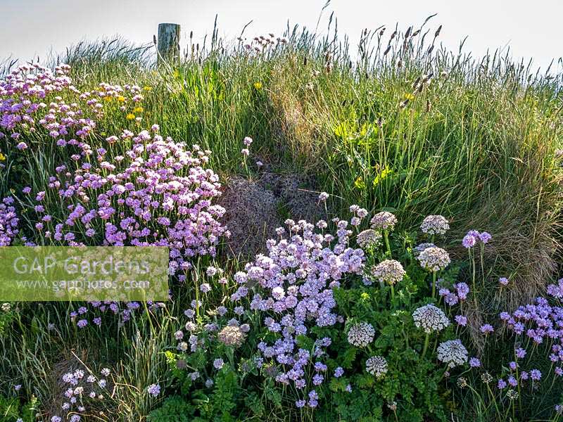 Sea Pink or Thrift on grassy banks in Cornwall