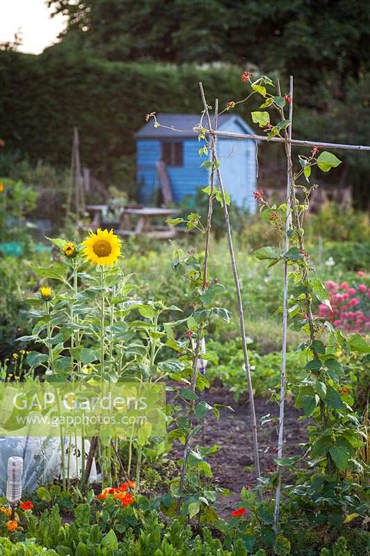 Blue painted shed with mixed garden flowers on allotment