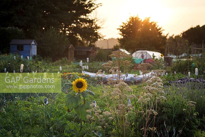 Evening on the allotment in late summer