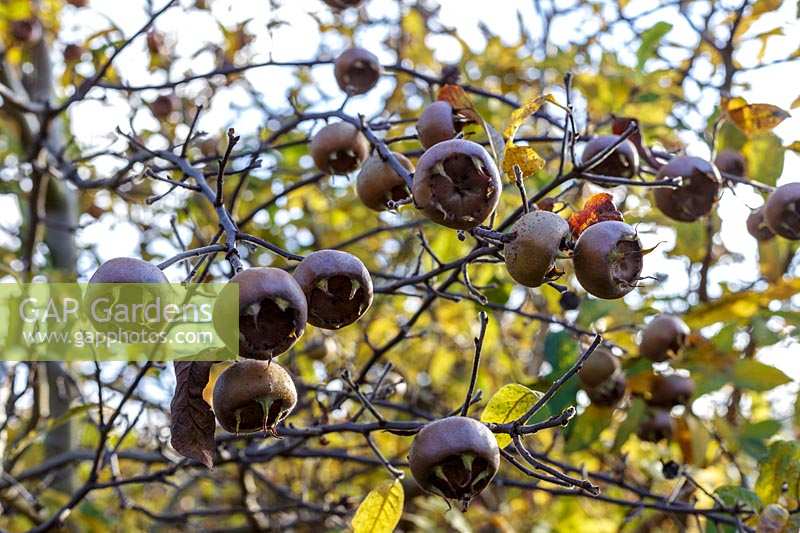 Medlar fruit ( Mespilus germanica )