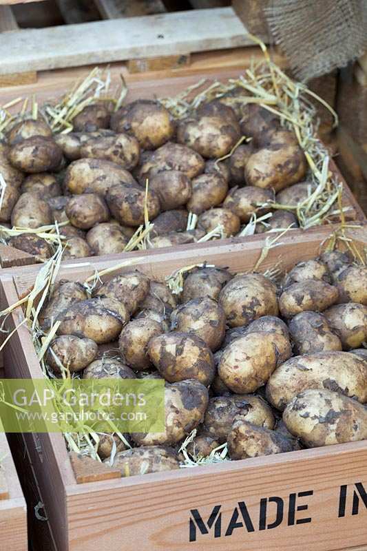 Harvested potatoes with muddy skins