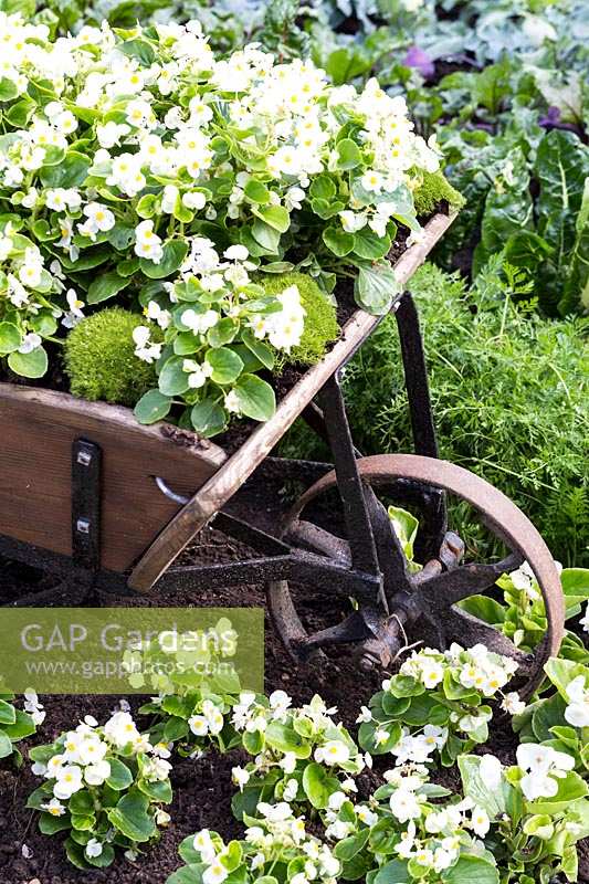 Wheelbarrow full of Impatiens ( Bizzie Lizzie )