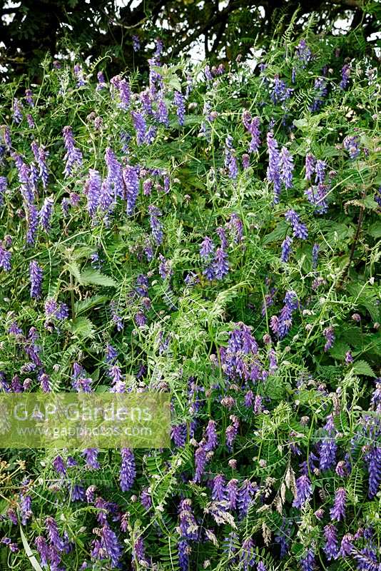 Tufted Vetch, Vicia cracca