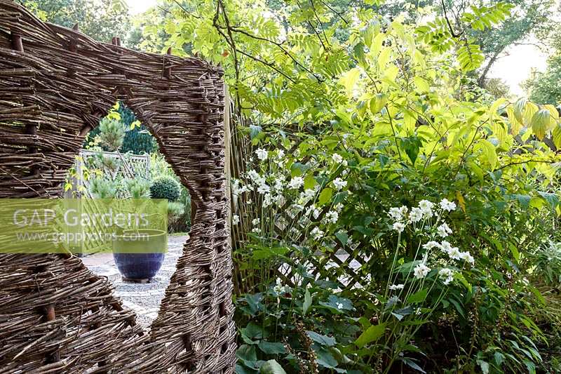 Jackie Healy's garden near Chepstow. Early autumn garden. 'Peephole' in woven fence with view of potted conifer
