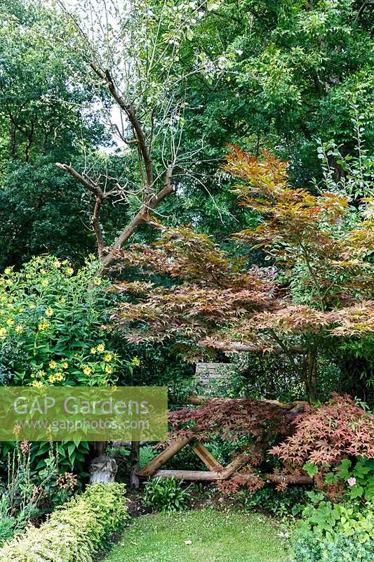 Jackie Healy's garden near Chepstow. Early autumn garden. Acer 'Bloodgood' in woodland garden