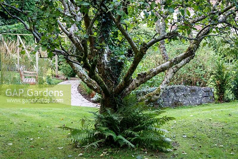 Jackie Healy's garden near Chepstow. Early autumn garden. Ancient apple tree with ferns at base