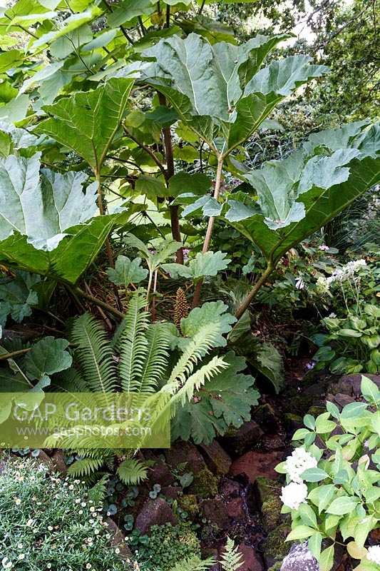 Jackie Healy's garden near Chepstow. Early autumn garden. The stream garden with Gunnera manicata and various ferns