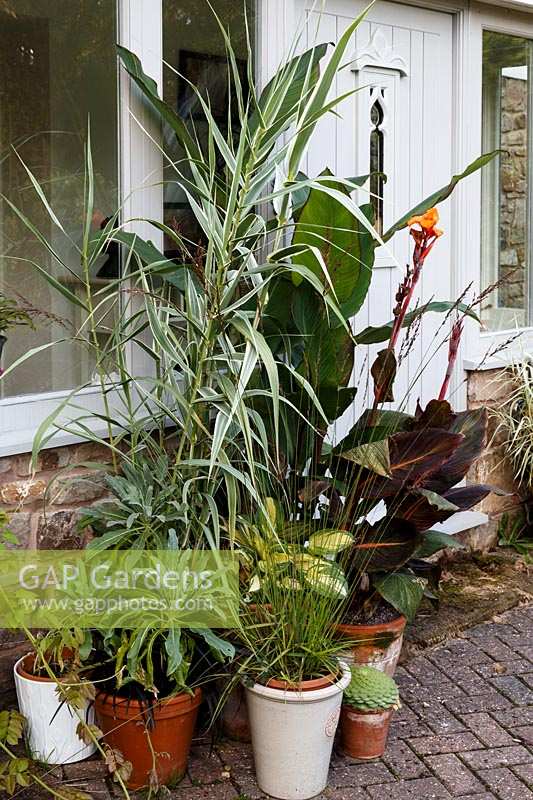 Jackie Healy's garden near Chepstow. Early autumn garden.  Pots of Canna and grasses surround the front door