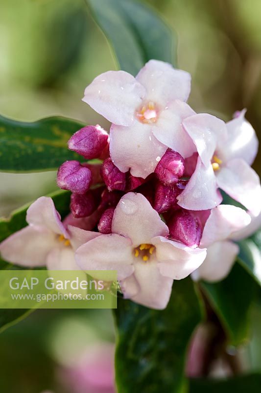 Daphne bholua 'Jacqueline Postill'