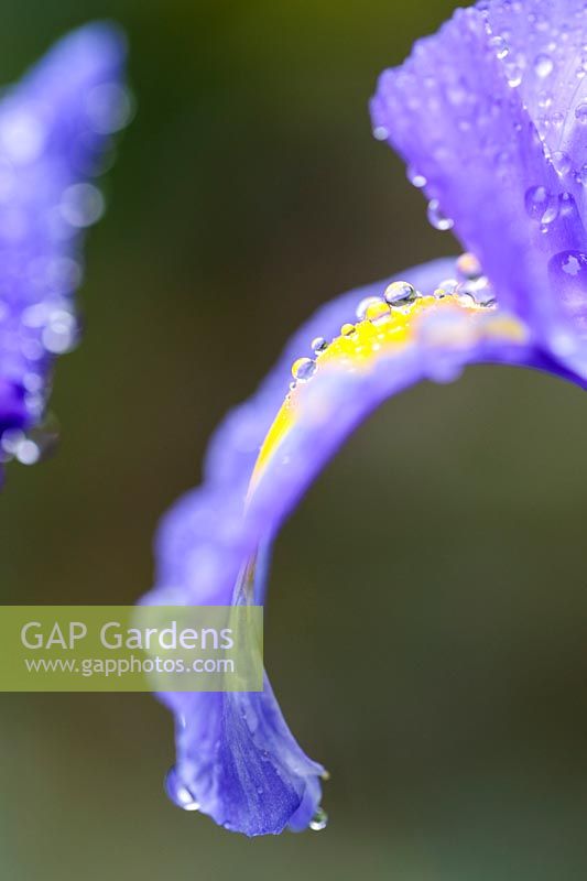 Dutch Iris flower covered in dew drops