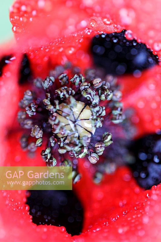 Papaver commutatum 'Ladybird' with dewdrops