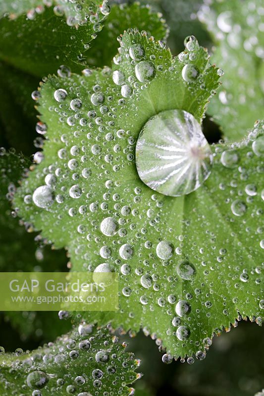 Alchemilla mollis, Lady's Mantle, foliage covered in dewdrops