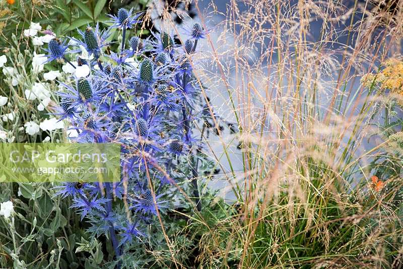 Hampton Court Flower Show, 2017. 'Watch this Space' garden, des. Andy Sturgeon. Eryngium x zabellii 'Big Blue' and grasses next to pond