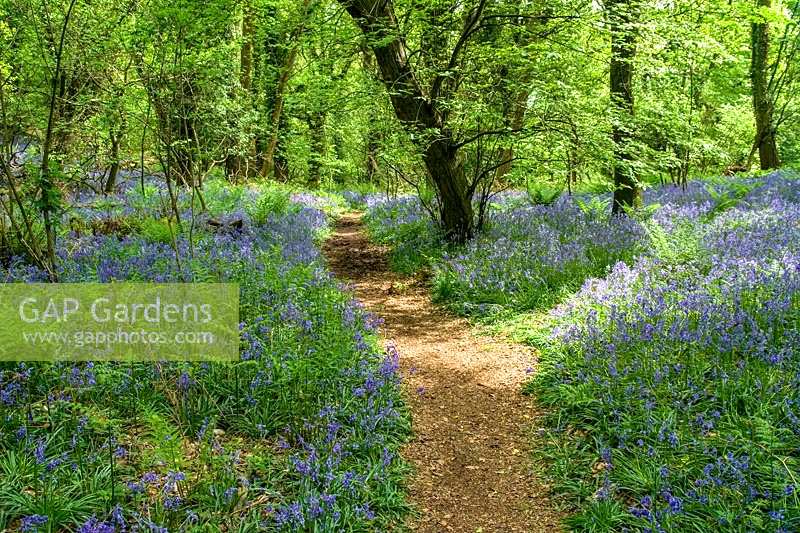 Priors Wood, North Somerset, Bluebells growing beneath mature woodland trees, path