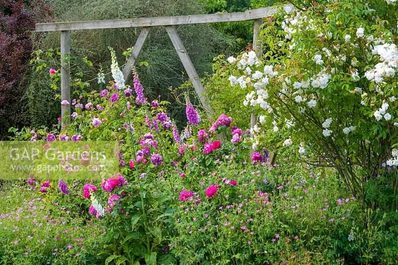 Hunts Court Gardens and Nursery, Gloucestershire, UK ( Keith Marshall ) Summer rose garden