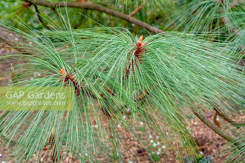 Pinus engelmanii