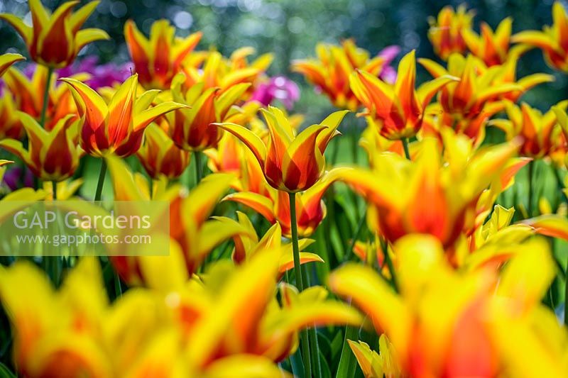 Tulipa 'Synaeda King'