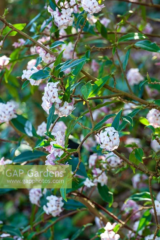 Daphne bholua 'Jacqueline Postill'