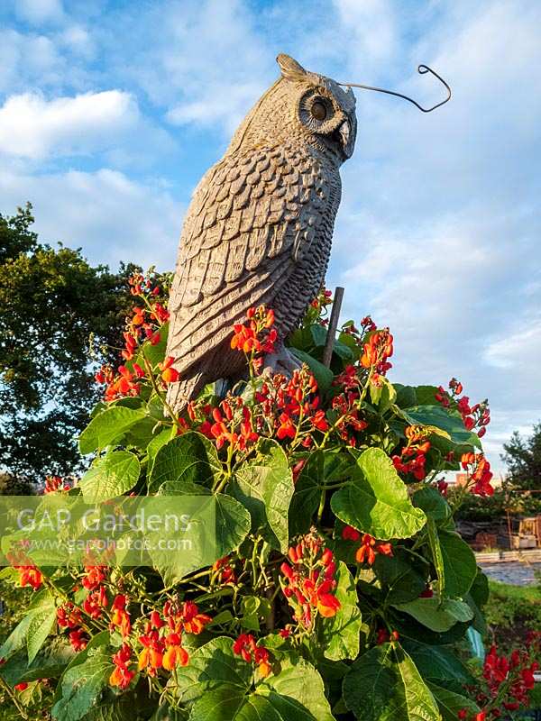 Runner bean with Owl 'scarer' positioned on top
