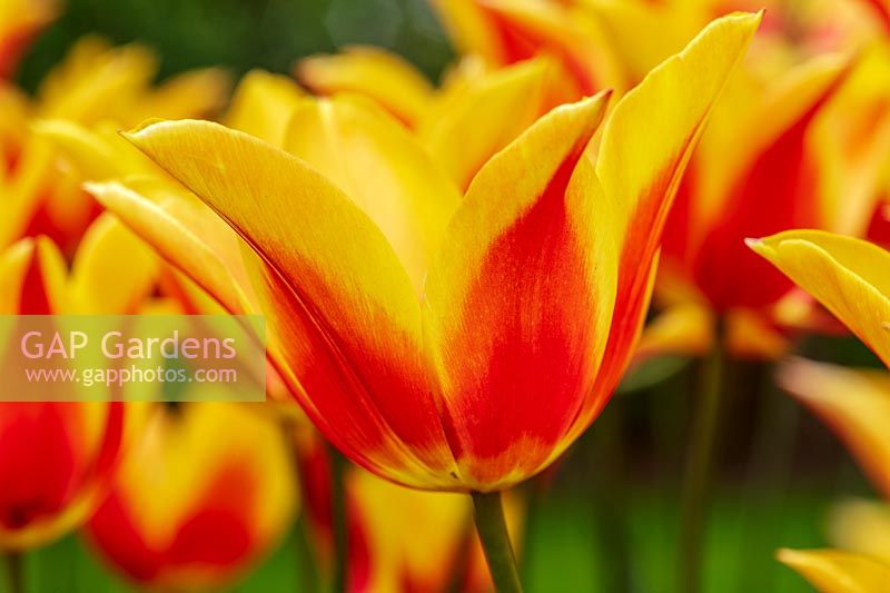 Tulipa 'Synaeda King'