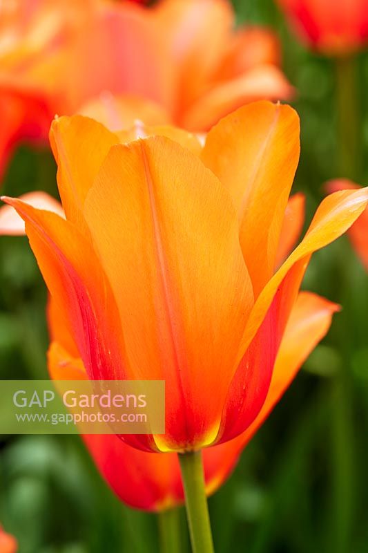 Tulipa 'Temple's Favourite'