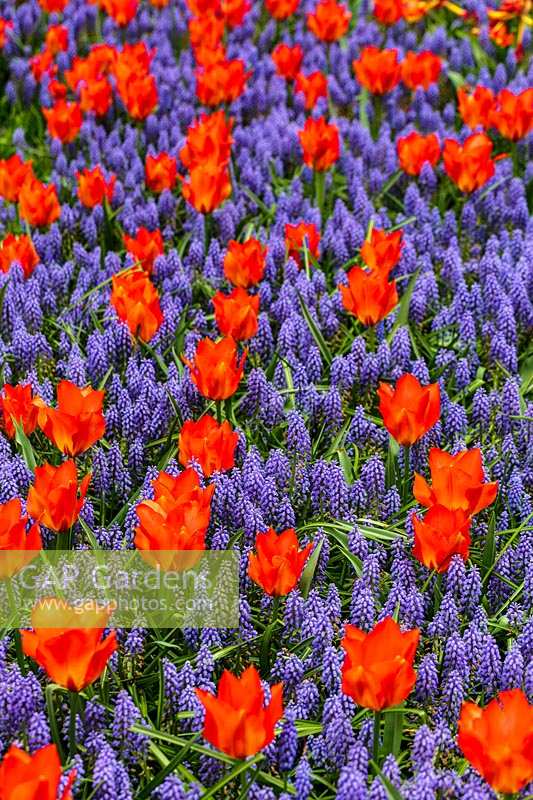 Keukenhof Gardens in spring.  Colourful spring border with red tulips and Muscari armeniacum