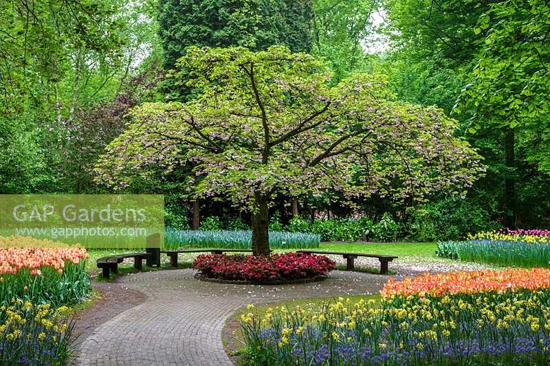 Keukenhof Gardens in spring.  Colourful spring borders around Cherry tree in blossom