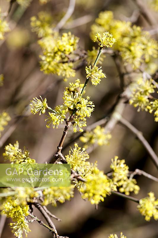 Cornus mas ( Cornelian Cherry ) in early spring