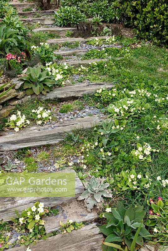 Primroses grow around railway sleeper steps in spring garden