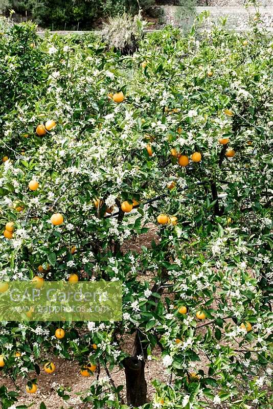 Orange tree in blossom and fruit
