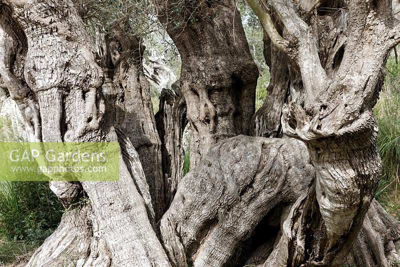 Ancient olive groves near Valdemossa, Northern Mallorca, Spain