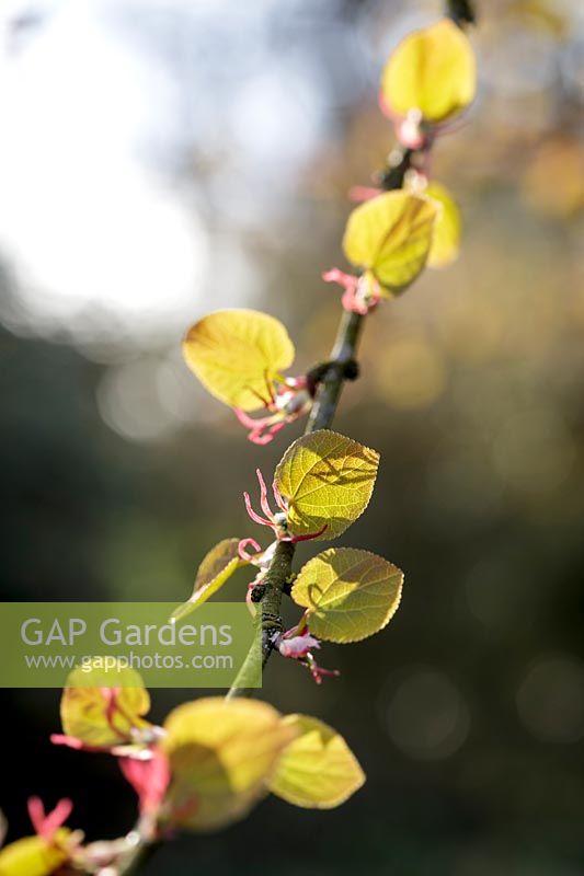 Cercidiphyllum japonicum F. japonicum