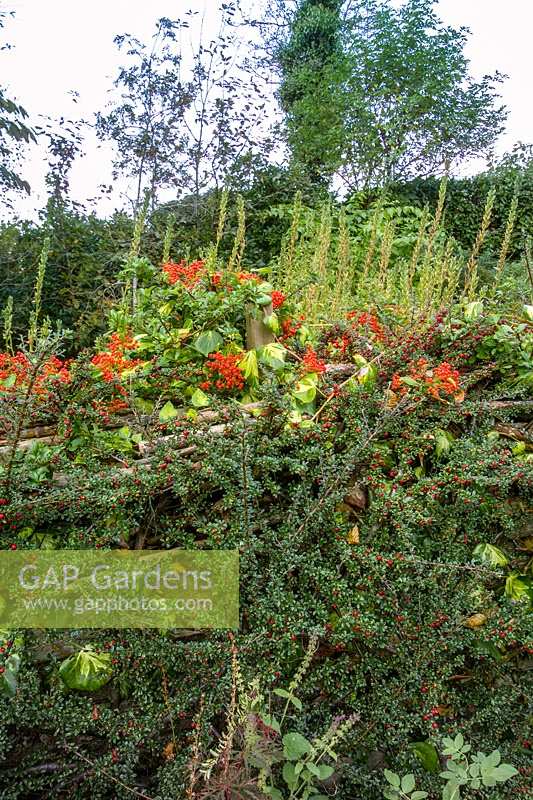 Pinsla Garden, Cornwall, UK. Late summer garden with informal planting, Cotoneaster horizontalis hedge and fence