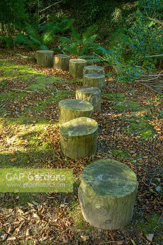 Pinsla Garden, Cornwall, UK. Late summer garden , logs as seats in the woodland garden