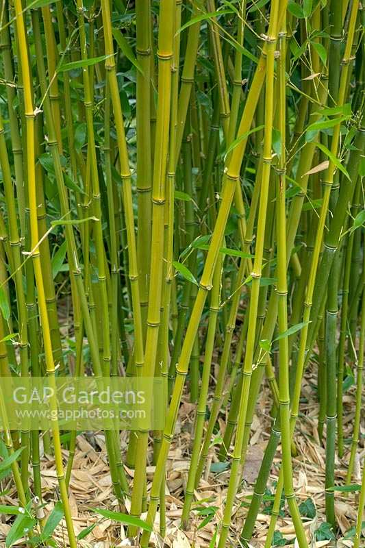 Phyllostachys bissettii