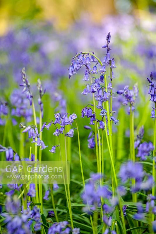 English Bluebell ( Hyacinthus non-scripta )