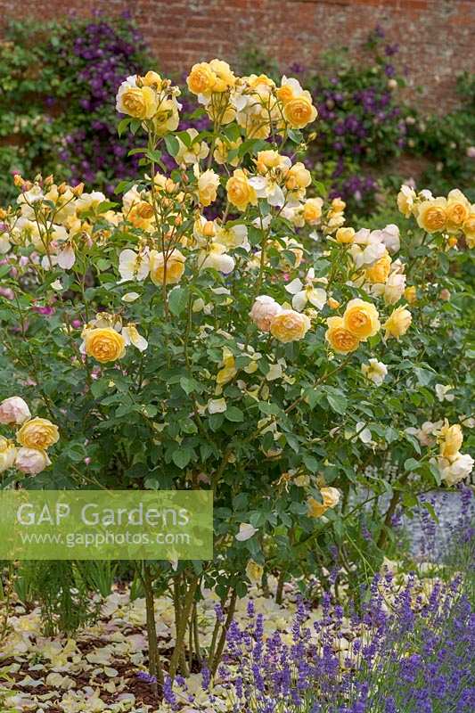 Rosa 'Graham Thomas'