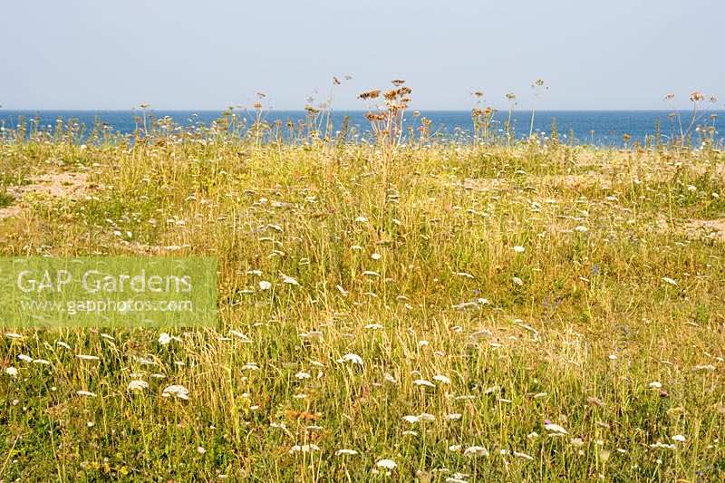 Wildfowers growing in summer at Slapton Sands, Devon, UK