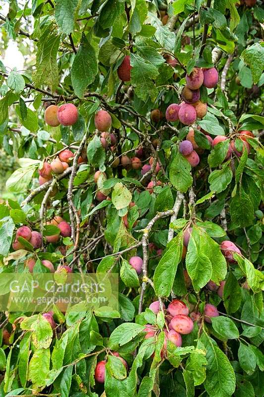 Victoria Plum tree laden with fruit