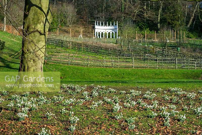 Painswick Rococco Gardens, winter, snowdrops in drifts beneath the trees