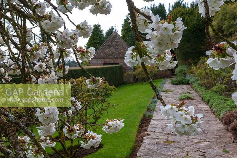 Milton Lodge, Wells, Somerset ( Tudway-Quilter ) spring garden with Prunus 'Taihaku' ( Great White Cherry )