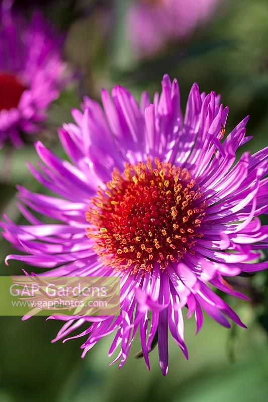 Aster 'Barrs Pink'
