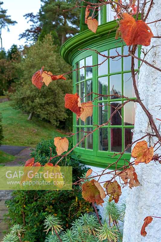 Perrycroft, Herefordshire. ( Archer ) Vitis coignetiae ( Crimson Glory Vine ) on building,( PR available )