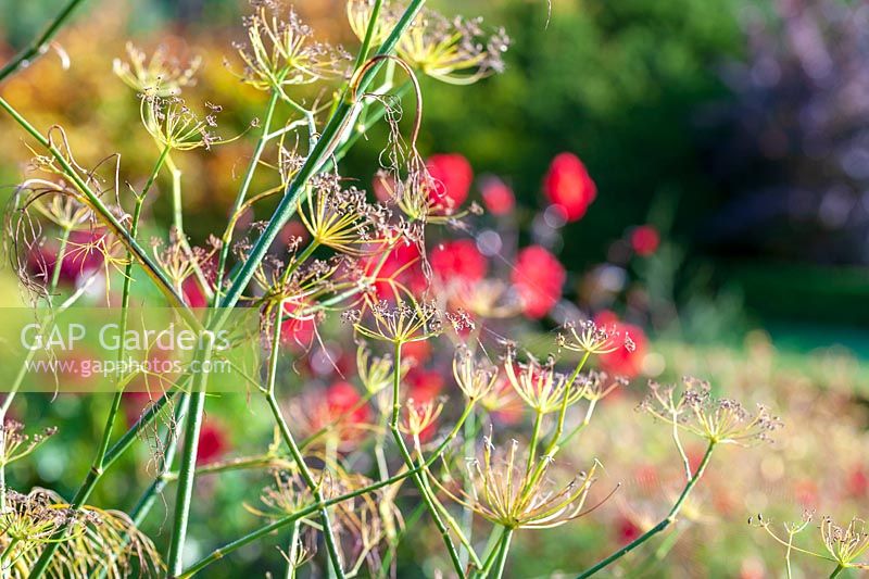 fennel Seedheads ( Foeniculum vulgare )