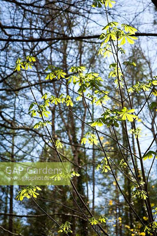 New green leaves of Horse Chestnut ( Aesculus hippocastanum )