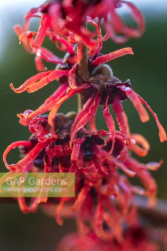 Hamamelis x intermedia 'Diane'