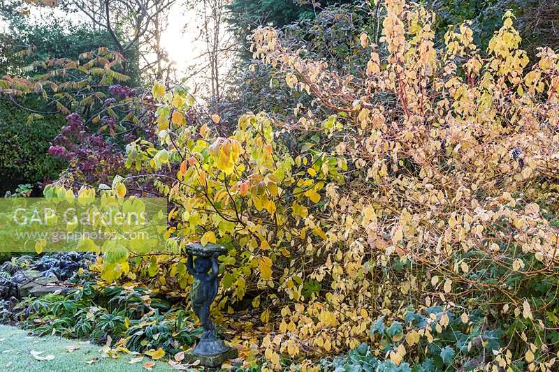 winter foliage colour in Large frosty garden in winter