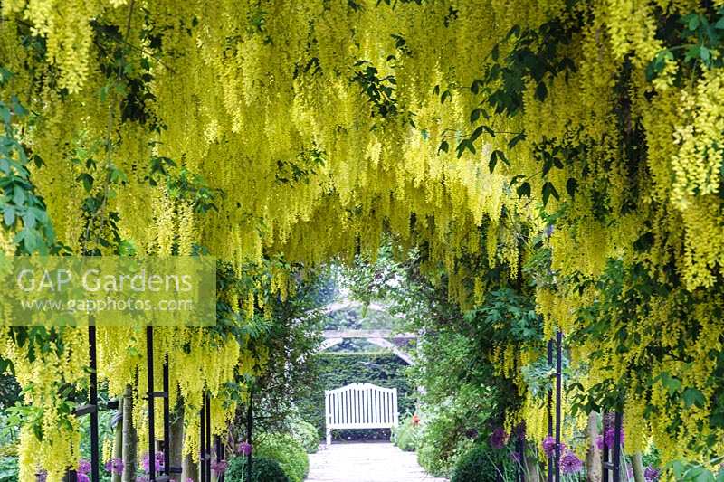 Mitton Manor, Staffordshire. The Laburnum Tunnel